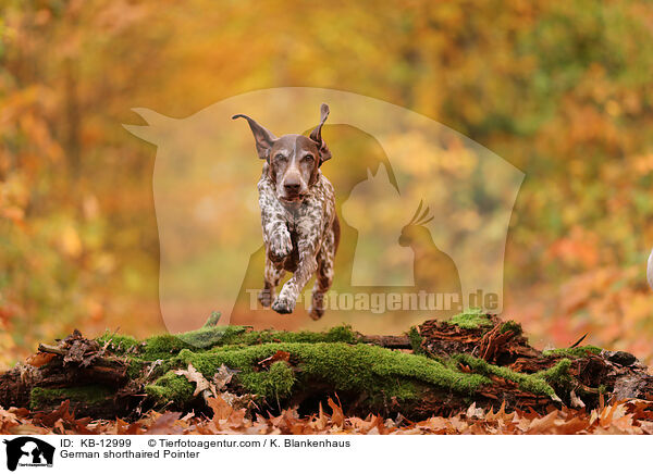 German shorthaired Pointer / KB-12999