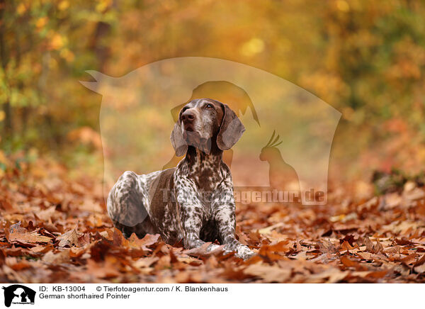 German shorthaired Pointer / KB-13004
