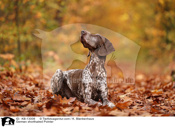 German shorthaired Pointer / KB-13006