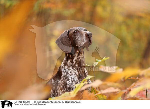 Deutsch Kurzhaar / German shorthaired Pointer / KB-13007