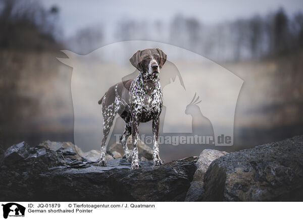 Deutsch Kurzhaar / German shorthaired Pointer / JQ-01879