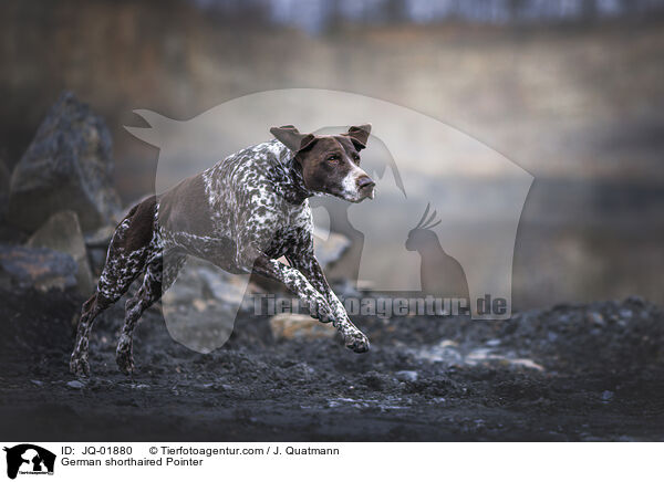 German shorthaired Pointer / JQ-01880