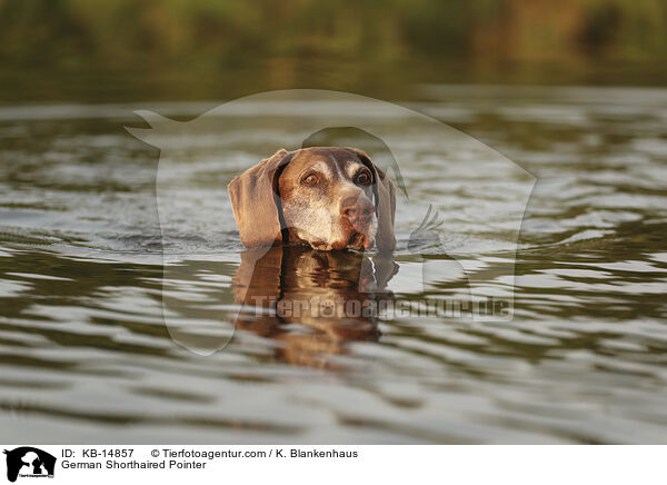 Deutsch Kurzhaar / German Shorthaired Pointer / KB-14857