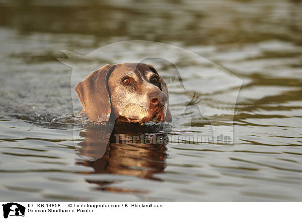 Deutsch Kurzhaar / German Shorthaired Pointer / KB-14858