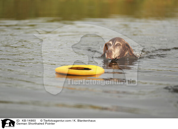 Deutsch Kurzhaar / German Shorthaired Pointer / KB-14860