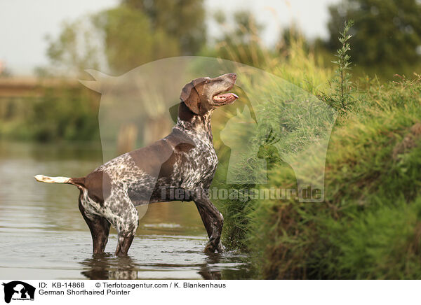 Deutsch Kurzhaar / German Shorthaired Pointer / KB-14868