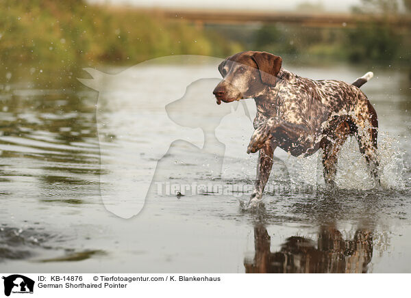 Deutsch Kurzhaar / German Shorthaired Pointer / KB-14876