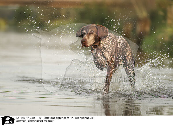 Deutsch Kurzhaar / German Shorthaired Pointer / KB-14880