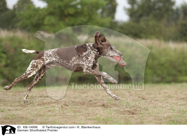 Deutsch Kurzhaar / German Shorthaired Pointer / KB-14896
