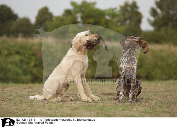 Deutsch Kurzhaar / German Shorthaired Pointer / KB-15816