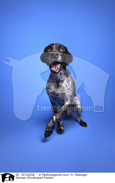 Deutsch Kurzhaar / German Shorthaired Pointer / CF-02539