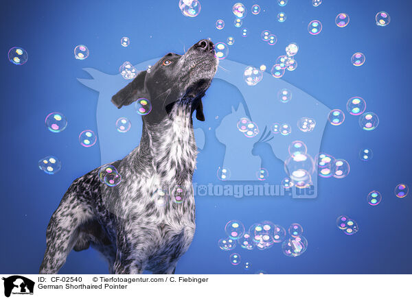 Deutsch Kurzhaar / German Shorthaired Pointer / CF-02540