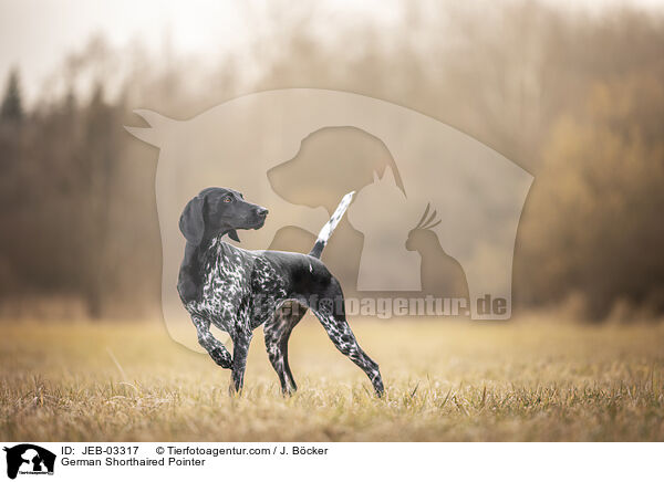 Deutsch Kurzhaar / German Shorthaired Pointer / JEB-03317