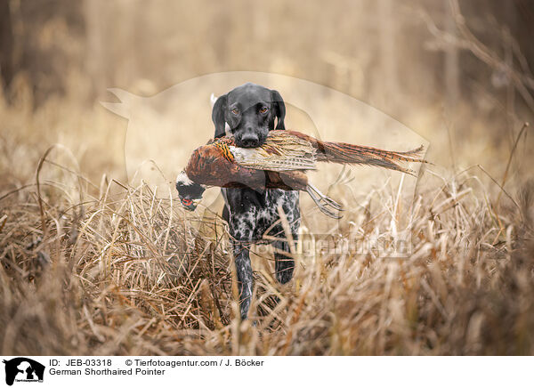 Deutsch Kurzhaar / German Shorthaired Pointer / JEB-03318