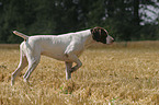 German Shorthaired Pointer