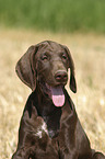 German Shorthaired Pointer