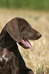 German Shorthaired Pointer