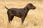 German Shorthaired Pointer