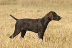 German Shorthaired Pointer