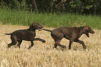 German Shorthaired Pointer