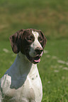 German Shorthaired Pointer