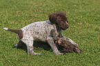 German Shorthaired Pointer Puppies