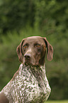 German Shorthaired Pointer Portrait