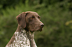 German Shorthaired Pointer Portrait