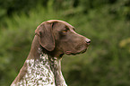 German Shorthaired Pointer Portrait