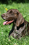 German shorthaired pointer