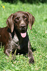 German shorthaired pointer