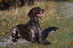 German Shorthaired Pointer