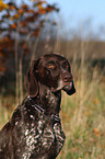 German Shorthaired Pointer