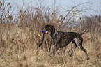 playing German Shorthaired Pointer