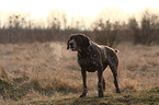 German shorthaired pointer