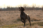 German shorthaired pointer