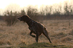 German shorthaired pointer