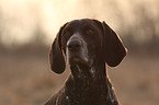 German shorthaired pointer