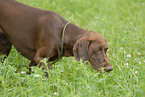 German Shorthaired Pointer