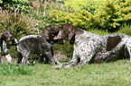 German Shorthaired Pointer