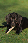 German shorthaired Pointer