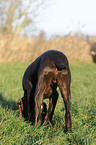 digging German shorthaired Pointer