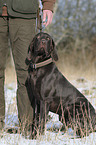 huntsman with German shorthaired Pointer