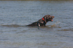 bathing German shorthaired Pointer