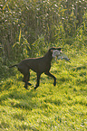 retrieving German shorthaired Pointer