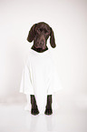 sitting German shorthaired Pointer