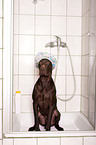 German shorthaired Pointer in shower