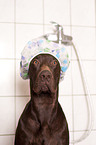 German shorthaired Pointer in shower