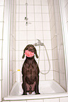 German shorthaired Pointer in shower