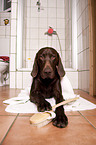 German shorthaired Pointer in bathroom